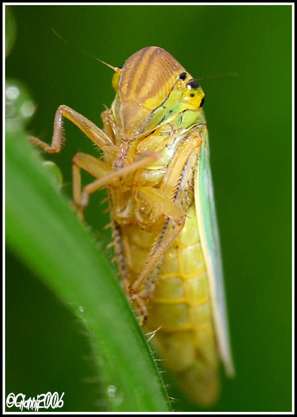 cicadella viridis?